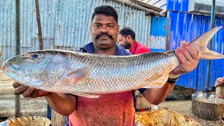 Download Lagu KASIMEDU 🔥 SPEED SELVAM | HUGE KANDAL FISH CUTTING VIDEO | 4K VIDEO | KM FISH CUTTING MP3