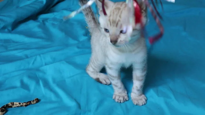 Video 9808891: lynx point bengal kitten, lynx point male bengal