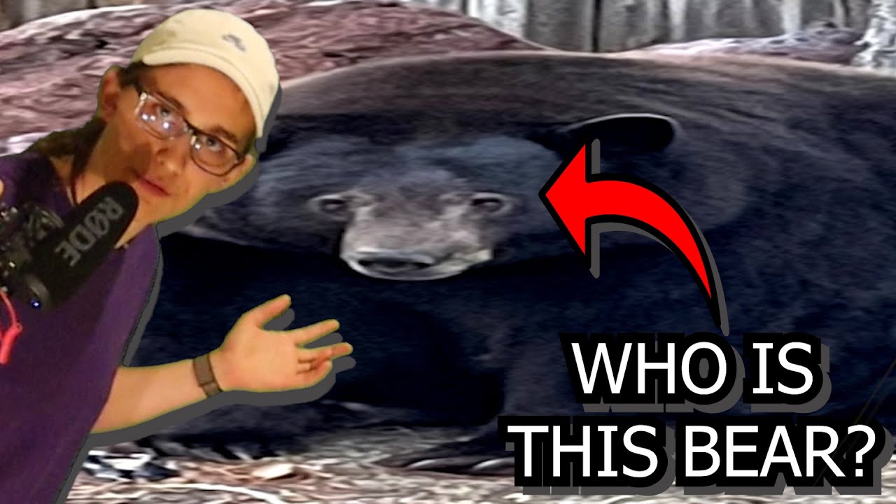 The Story of Hank the Tank YouTube