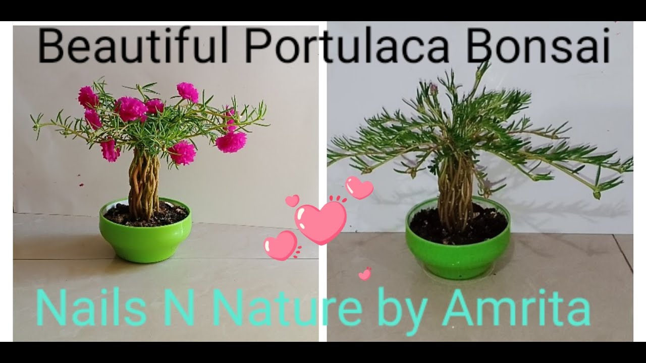 How To Save Your Dying Portulaca Plant Regrow Moss Rose From Scratch Youtube
