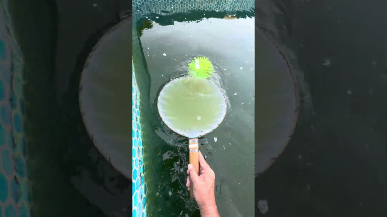 錦鯉の稚魚が大量に！！！ #koi