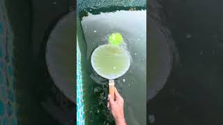 錦鯉の稚魚が大量に!!! #koi