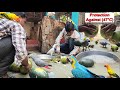 Birds diet  care in extreme hot 47c  tej garmi me birds ko keise rakhe or khane pe kya dena hai