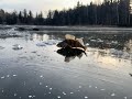 Рыбалка по первому льду на водохранилище всегда опасное и увлекательное занятие.