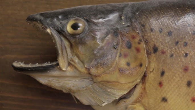 Learn Taxidermy: Fish Fin Treatment & Repair 