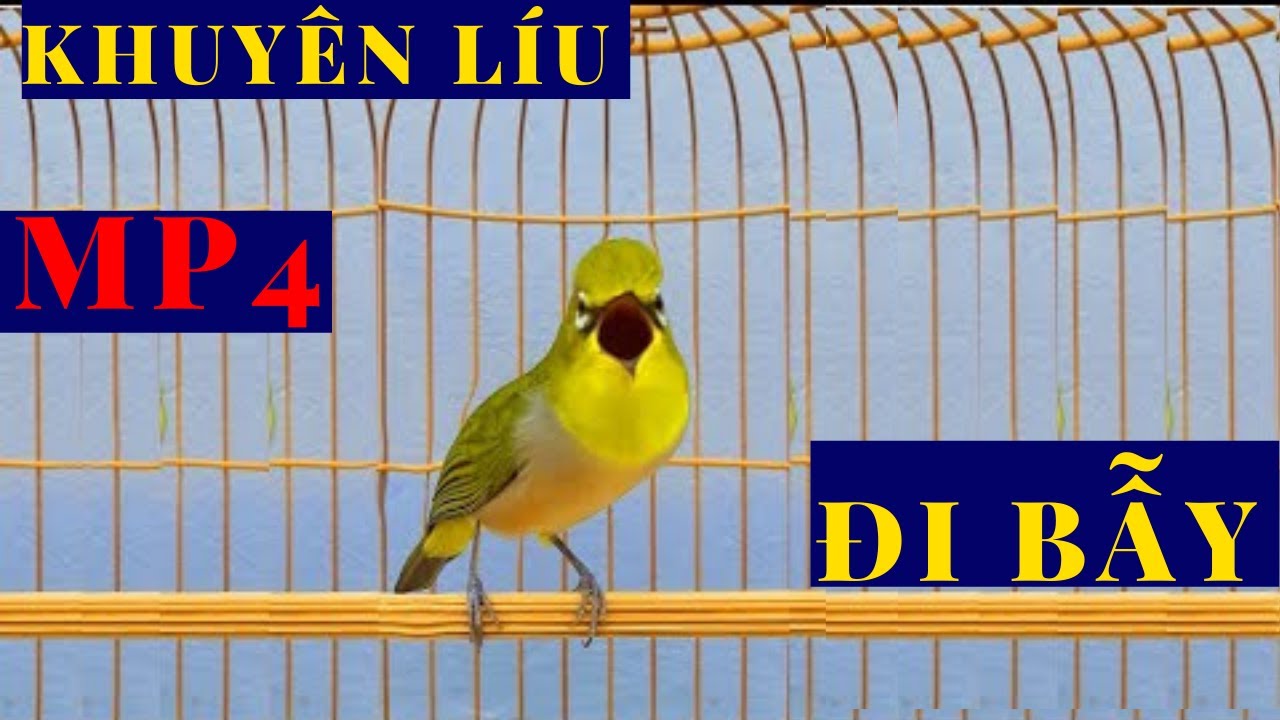 Khuyên mái kích trống nhanh líu nhất || khuyên mái te