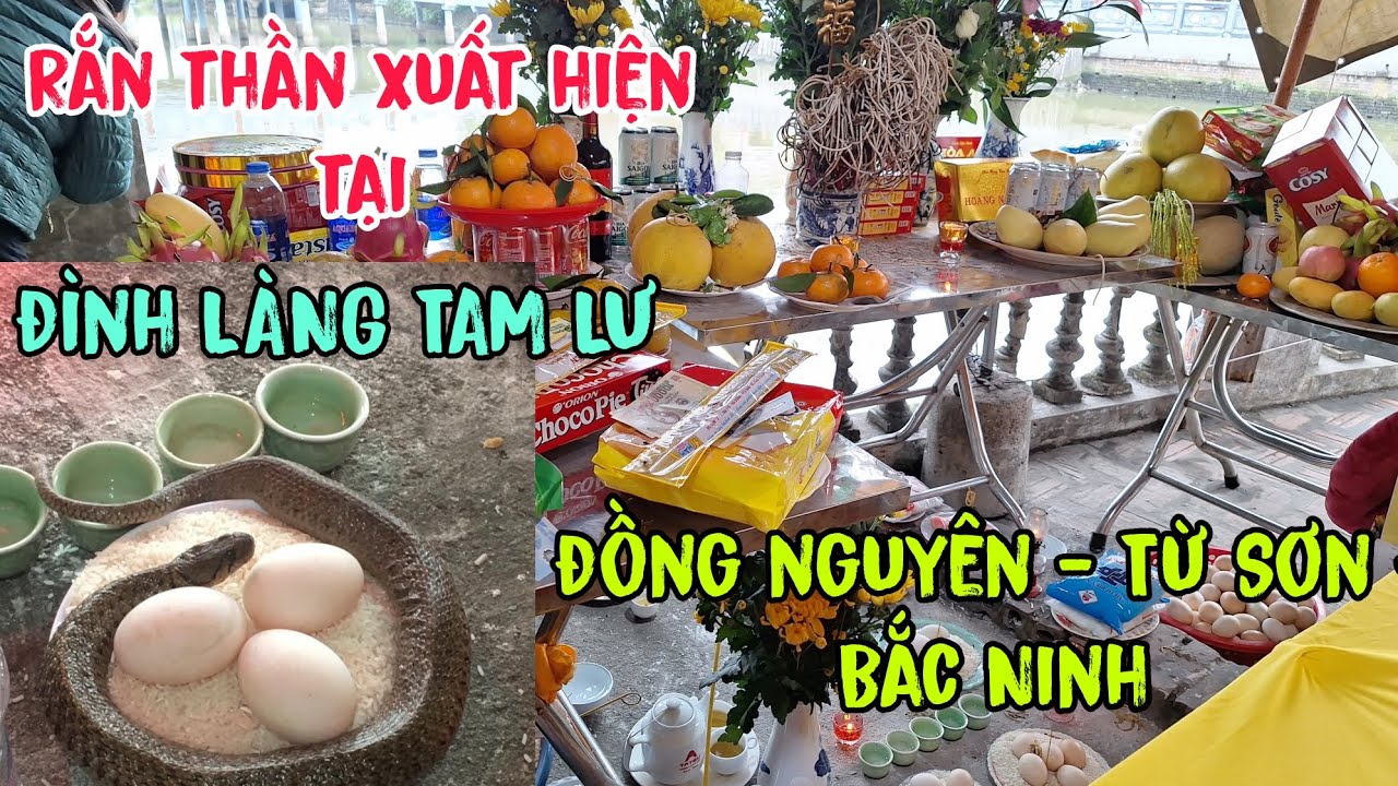 RẮN THẦN xuất hiện tại -ĐÌNH LÀNG - TAM LƯ - Đồng Nguyên - Từ Sơn - Bắc Ninh