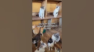 Every bit of of your support counts click on the links in our bio donate for any support #help #cat