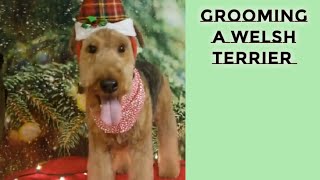 Grooming a Welsh Terrier TUTORIAL