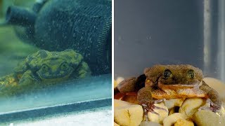 World's Loneliest Frog Finds Soulmate After 10 Years