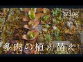 《多肉》多肉の植え替え vol.35 VLOG