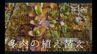 《多肉》多肉の植え替え vol.35 VLOG