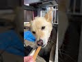 自分のテリトリーでジャーキー食べる