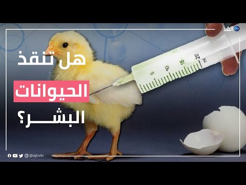 فيديو: اكتشف العلماء تشابه النسل مع الشريك الجنسي الأول للأنثى