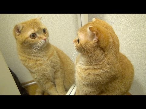 鏡の向うに猫が居ると思った猫達  Cat thought the cat is on the other side of the mirror