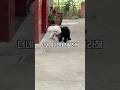내 공 뺏어봐 #강아지 #cutebaby #cute #반려견 #댕댕이브이로그 #pets #cutedog #시고르자브종 #골목친구들 #doggo #공또