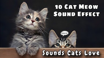 10 Different Cat Meowing Sounds - Cat Sound Effects