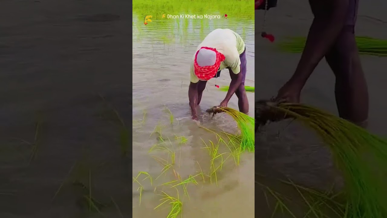 Kisan dhaan 🌾🌾🌾🌾🌾🌾🌾🌾🌾🌾