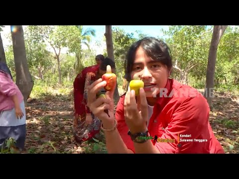 Video: Buah Jambu Mete - Dua Dalam Satu