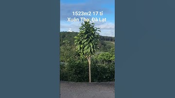 1523m2 17 tỉ Xã Xuân Thọ, Đà Lạt p06. 0962004900 #shorts