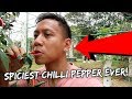 Biting the spiciest chilli pepper right off the plant  vlog 585