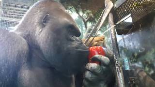 HUGE GORILLA CASEY Eating up CLOSE Louisville Zoo