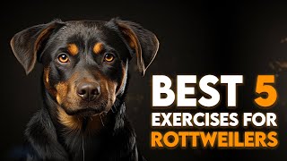 Best 5 Exercises for Rottweilers: Keeping Your Rottie Fit and Active