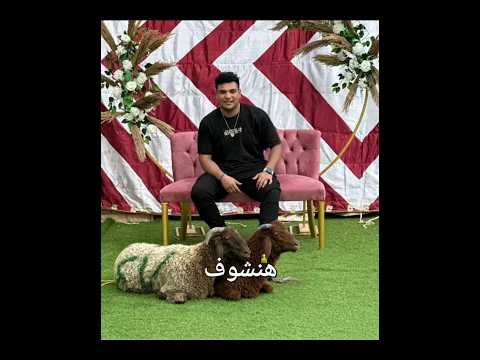 مين يكسب شاور ولا سيف عماد