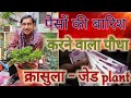 घर पर लगाएं पैसों की बारिश करने वाला पौधा जेड प्लंट Crassula Ovata / Money Tree Jade Plant Growing