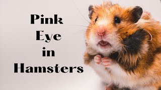 Pink Eye in Hamsters Latest Updated Explained Video
