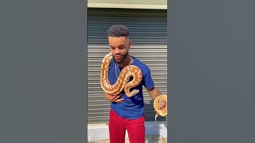 Insane Encounter: Massive Blood Python Wraps Around My Neck! 🤯🐍