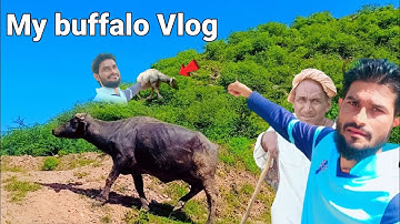 MY First Vlog 2022 !! My Buffalo Vlog 🦬 !! first blog