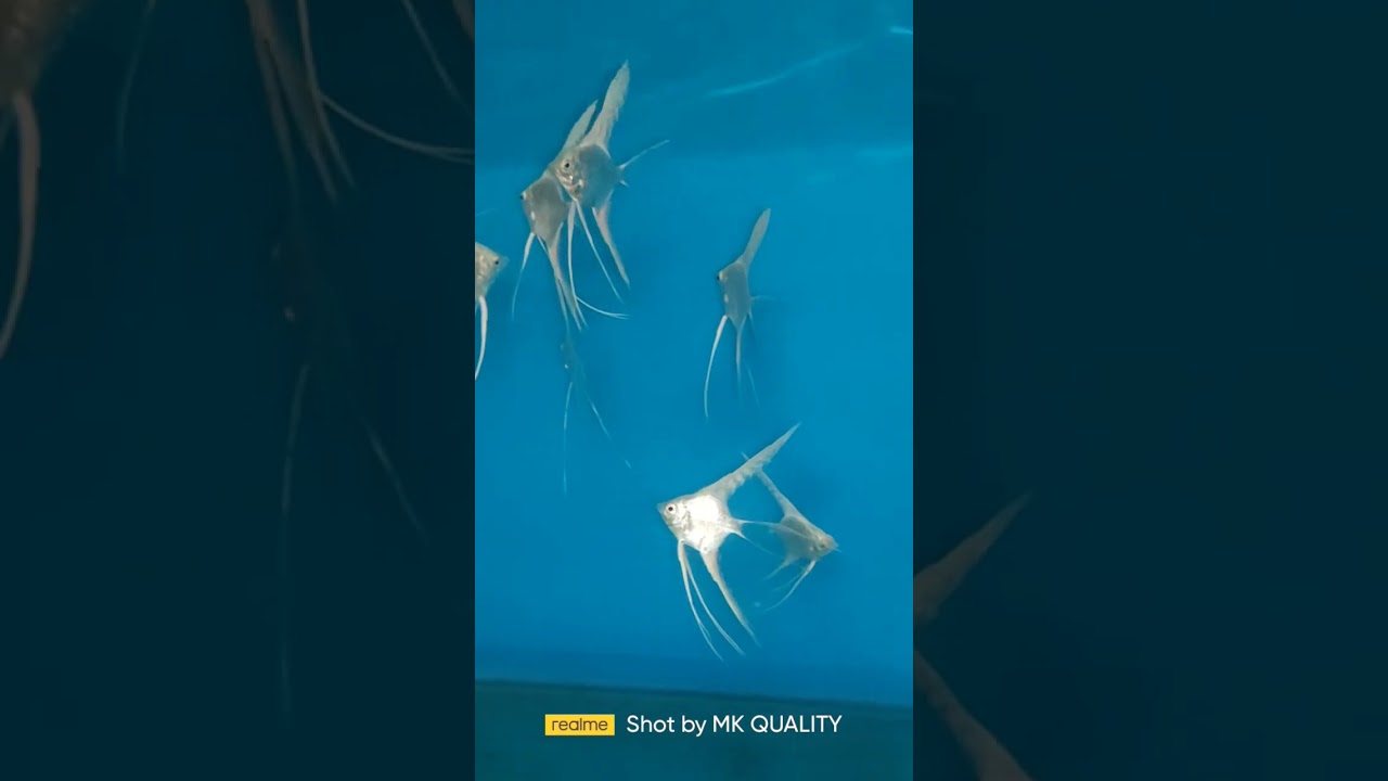 PLATINUM VAIL TAIL ANGLE 