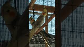 Bunyi Burung Betet Jambul