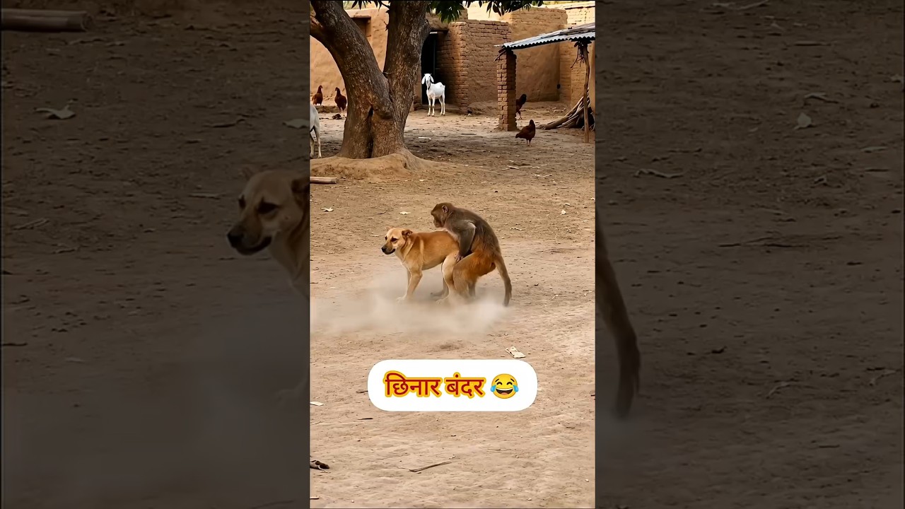 बंदर की दोगलईती 🤣 #funny #thetharpuns #shilpisaroja #viral #shorts