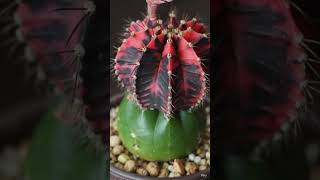 #shortsorquideas #cultivodeorquídeas Cacto Gymnocalycium