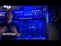 Cedar Pet Supply Top 3 Saltwater Fish Favorites