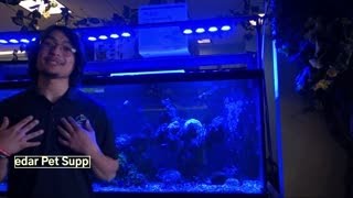 Cedar Pet Supply Top 3 Saltwater Fish Favorites
