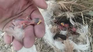 птенцы воробья - желторотики птенцы воробья - желторотики