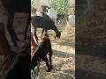 Bakriyan ghas khate hue 🐐 video