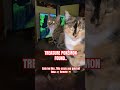 EPIC POKÉMON TREASURE FOUND #pokemon #cat #viral #update #shortvideos #omgwhatshappening #shorts