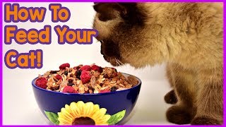 ... - you might be feeding your cat all wrong! that's not wha...