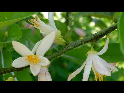 Video: Květinová kapka na citronících: Důvody, proč citronové květy opadávají