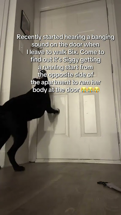 @sigynandbix: What the actual hell Siggy?? #dog #doglover