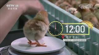 【放送文化】CCTV17 整点报时 第二版