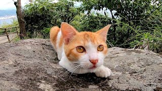 大きな岩の横にいた子猫、近かづくと何か話し掛けてきてカワイイ