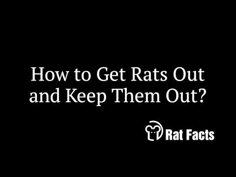 rat facts how to keep rats out of your home animals in the attic