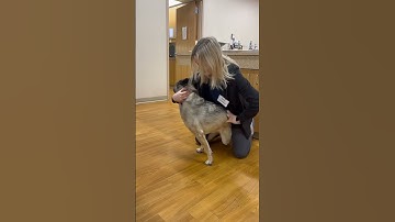 Penn Foster Externship 1 Skill 10: canine sternal restraint