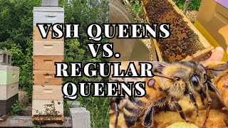 Beekeeping: Massive Bee Colony with Massive Mites and how VSH may help