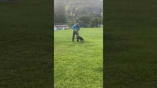Dog training